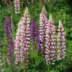 lupine