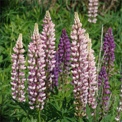 lupine